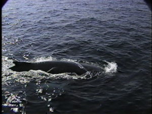 trident humpback whale fishing gear