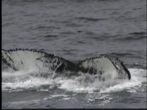 trident the humpback whale