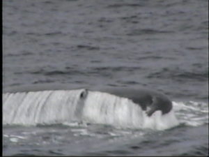 trident the humpback whale diving