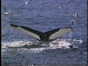 arrow the humpback whale