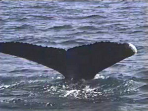 CARDHU THE HUMPBACK WHALE