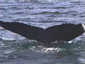 cardhu the humpback whale fluke