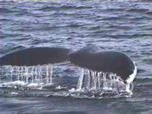 cardhu the humpback diving