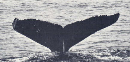 catspaw the humpback whale