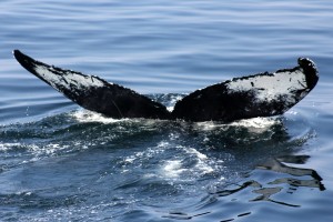 Colt the friendliest whale in the world.