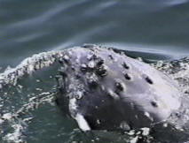 colt the humpback whale spyhop
