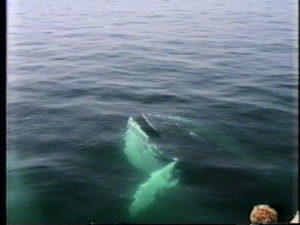 coral the humpback whale feeding