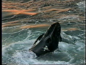 coral the humpback whale feeding with open mouth