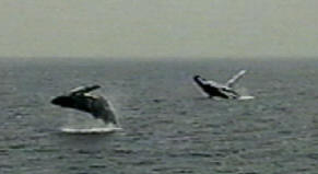 fringe and calf freestyle humpback whales breach