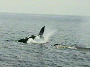 pepper the humpback with calf bishop