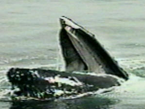 pepper the humpback whale feed