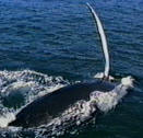 reggie the humpback whale flippering