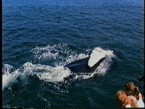 reggie the humpback whale flippering