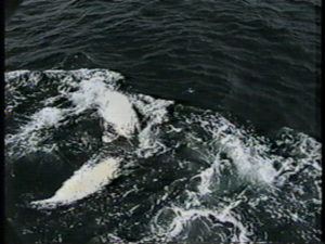 rocker humpback whale close