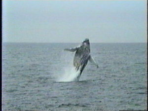 rocker humpback whale breaching