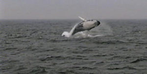 rocker the humpback whale