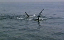 silver & calf coral humpback whales