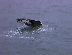 silver humpback whale fluke