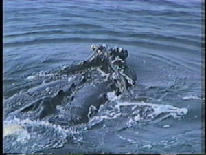 sockeye the humpback whale jaw