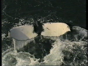 sparta humpback whale lobtailing