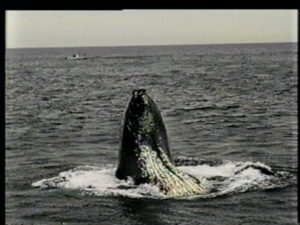 spoon humpback whale feeding