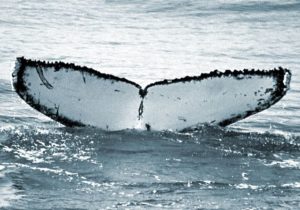 tear the humpback whale fluke