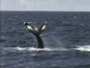 zeppelin humpback whale lobtailing
