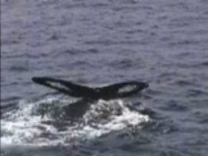 zeppelin humpback whale fluke