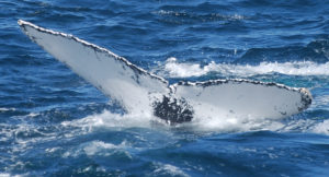 bandit humpback whale adoption