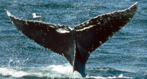 Bandit humpback whale adoption