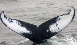 Seal humpback whale adoption
