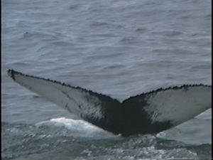 Thorn humpback whale adoption