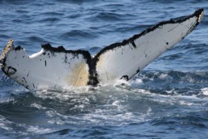 thread humpback whale adoption